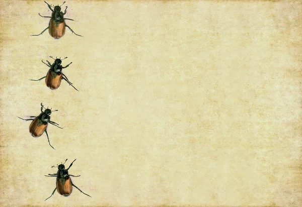 Image de fond terreux et élément de conception avec des coléoptères — Photo