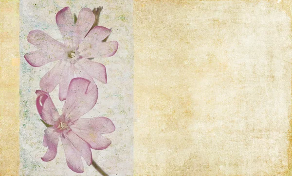 Floral grunge background Stock Photo