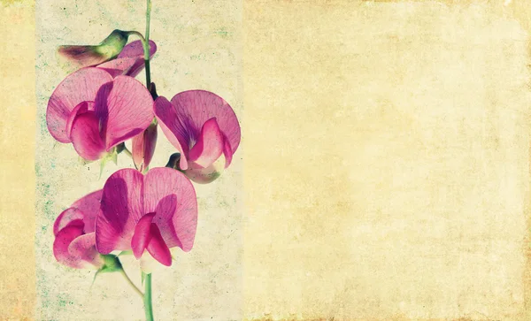 花の素朴な背景画像やデザイン要素 — ストック写真