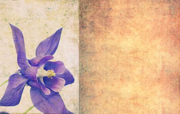 Zemité květinové pozadí a konstrukční prvek — Stock fotografie