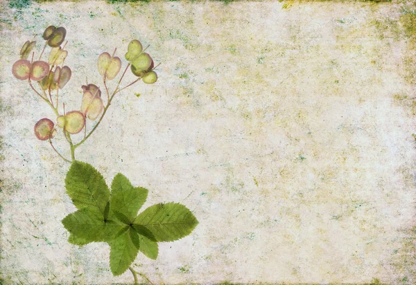 Earthy floral background and design element — Stock Photo, Image