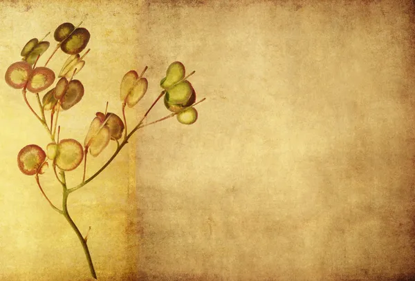 Dünyevi çiçek arka plan ve tasarım öğesi — Stok fotoğraf