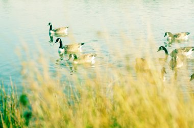 Lovely illustration of two canadian geese in a canal in london, england clipart