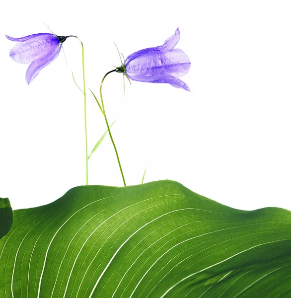 Άνοιξη έννοια. μικρά πορφυρά λουλούδια και πράσινο φύλλο λευκό φόντο — Φωτογραφία Αρχείου