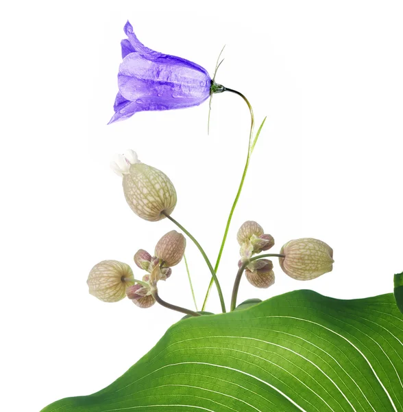 Άνοιξη έννοια. μικρά πορφυρά λουλούδια και πράσινο φύλλο λευκό φόντο — Φωτογραφία Αρχείου