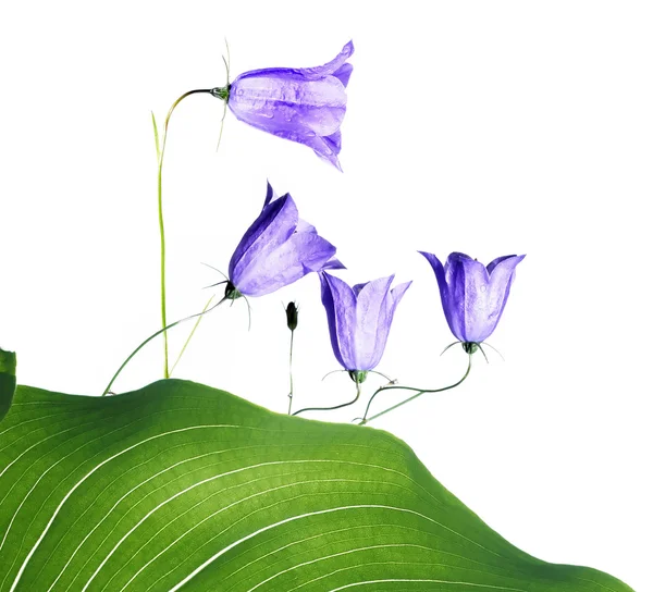 Concepto de primavera. flores jóvenes de color púrpura y hoja verde sobre fondo blanco —  Fotos de Stock