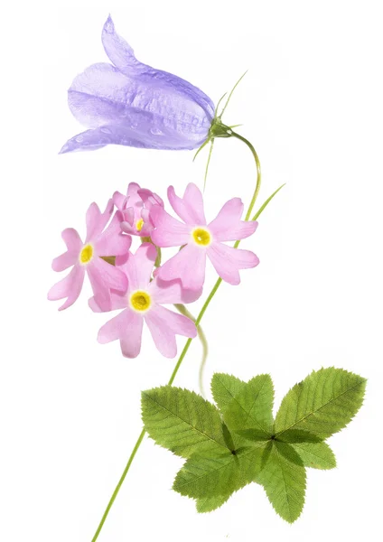 Concepto de primavera. flores jóvenes de color púrpura y hoja verde sobre fondo blanco — Foto de Stock