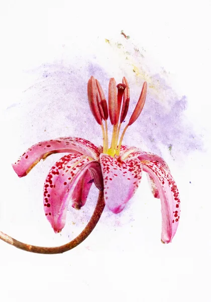 Lovely floral illustration — Stock Photo, Image