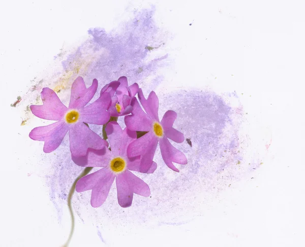 Mooie bloemen illustratie — Stockfoto