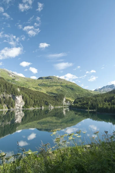 Lanskap Alpen Lush — Stok Foto