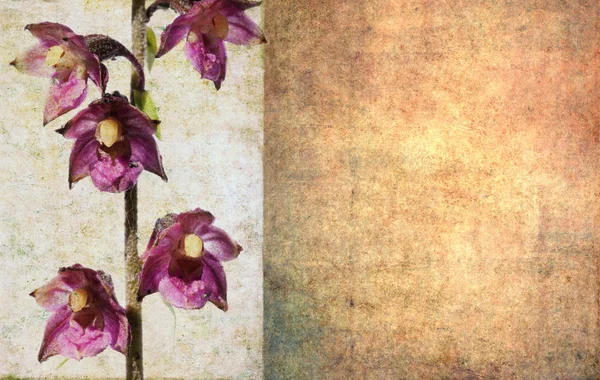 Zemité květinové pozadí a konstrukční prvek — Stock fotografie