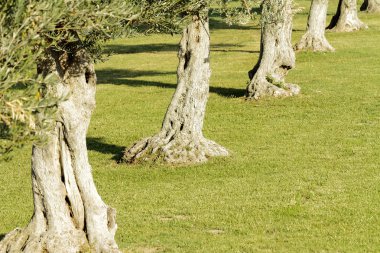 zeytin ağaçları grupları