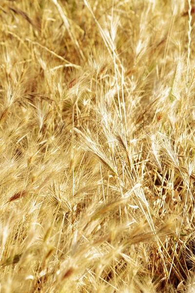 stock image Foliage scene bathed in sunshine