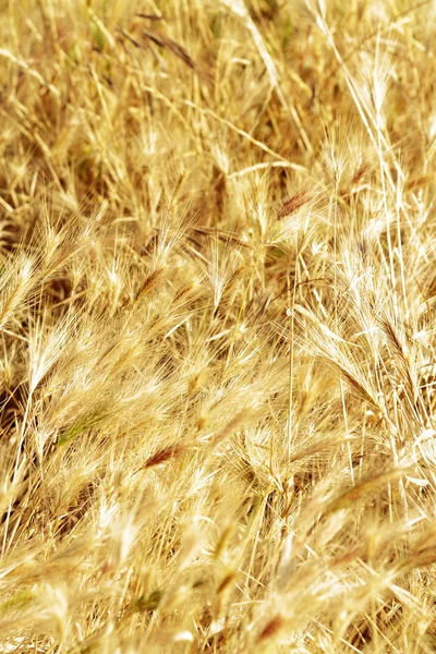 stock image Foliage scene bathed in sunshine