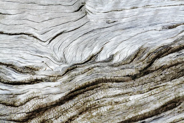 Texture écorce d'arbre vieux — Photo
