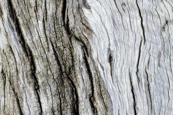 Texture écorce d'arbre vieux — Photo