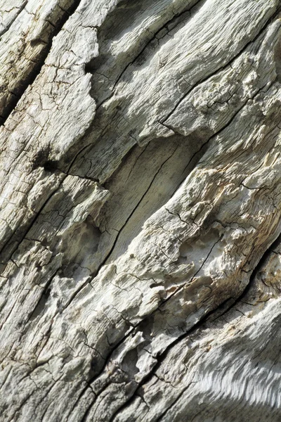 Textura de casca de árvore velha — Fotografia de Stock