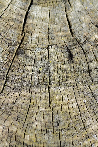 老树树皮纹理 — 图库照片