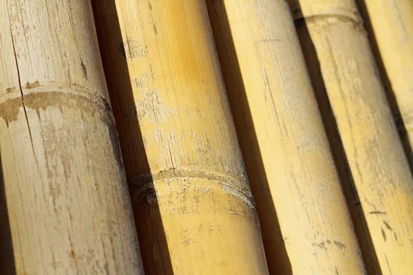Background texture of bamboo — Stock Photo, Image