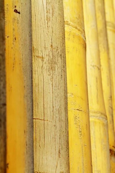 Háttér textúra bambusz — Stock Fotó
