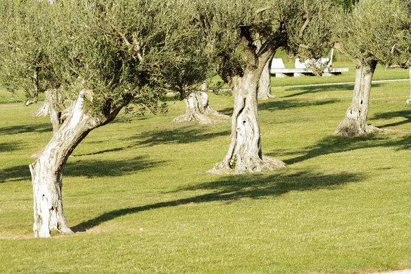 stock image Groups of olive trees