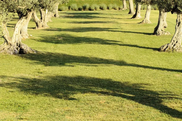 stock image Groups of olive trees