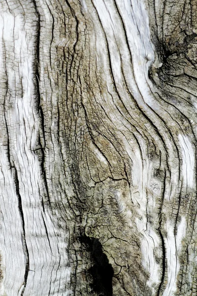 古い木の樹皮のテクスチャー ストック写真