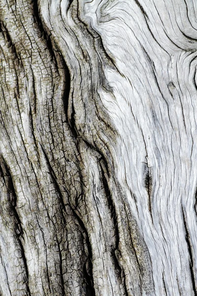 Textura de casca de árvore velha Fotografias De Stock Royalty-Free