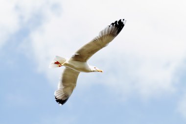 martı ile uçuş sahnesinde