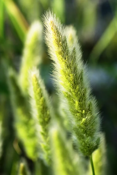 stock image Plants leaves scene to inspire the country walks