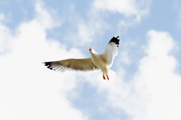 Seagull in flight scene with — Stock Photo, Image