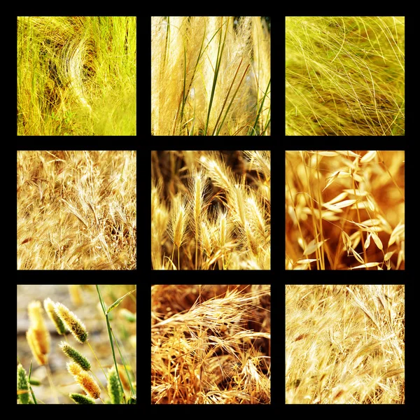 Photographies de groupe d'herbe et de plantes — Photo