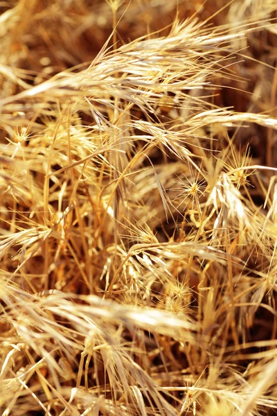 stock image Scene and details of plants and grasses