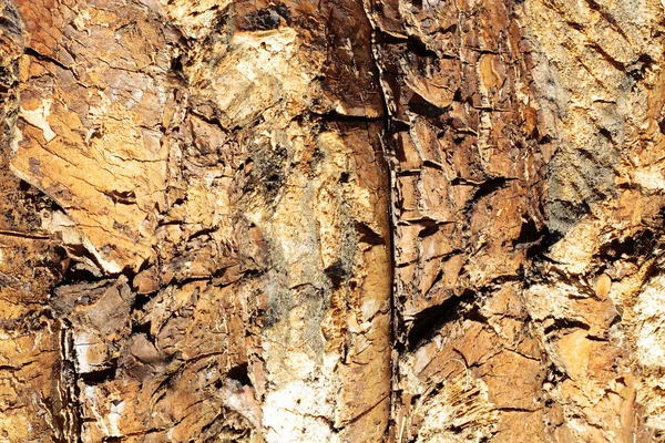 Текстура коры дерева сцены — стоковое фото