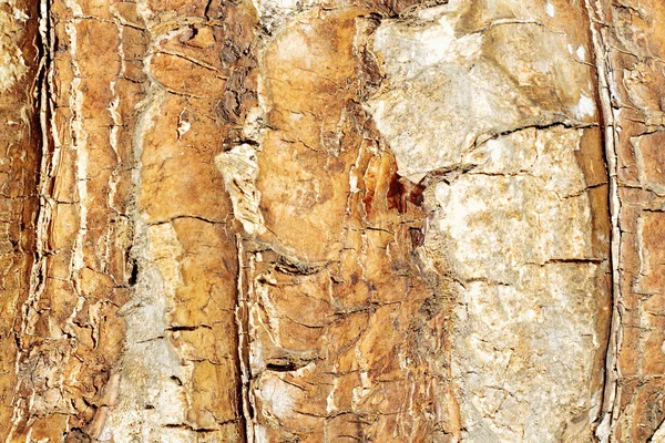 Sahne ağaç kabuğu dokusu — Stok fotoğraf