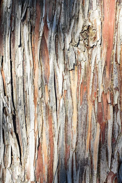 Texturou kůry stromu scény — Stock fotografie