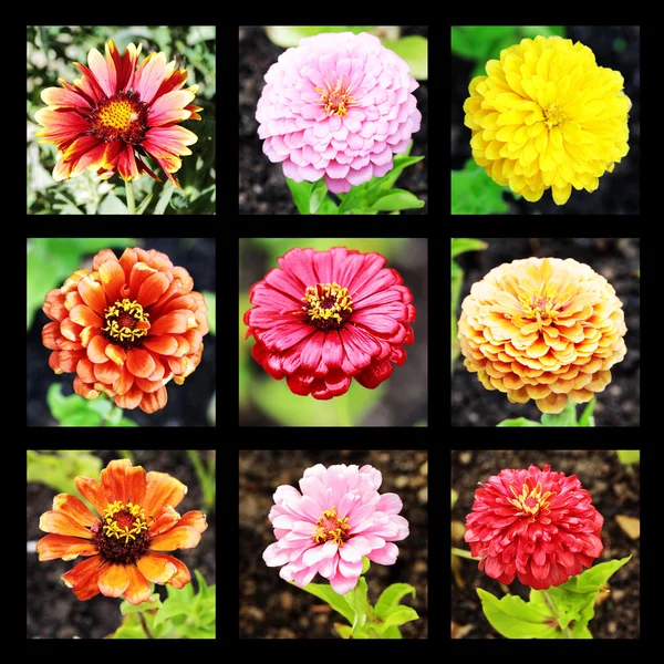 stock image Collage of flowers on black background