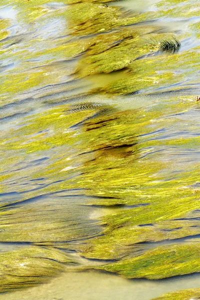 Aquatic vegetation abstraction — Stock Photo, Image