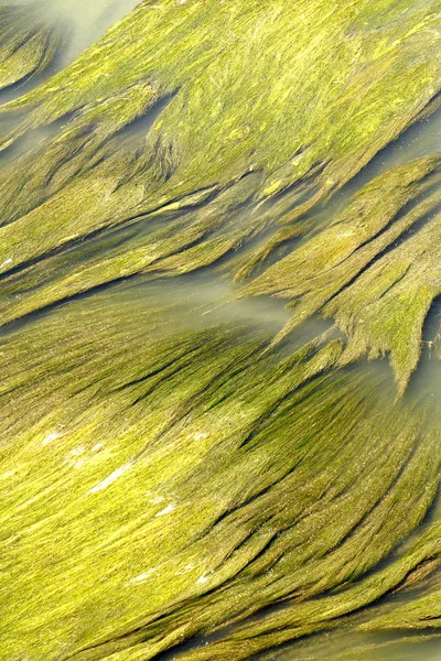Aquatic vegetation abstraction — Stock Photo, Image