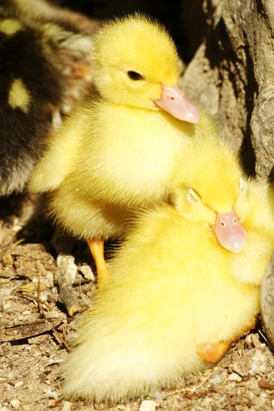 Scène canard poussins — Photo