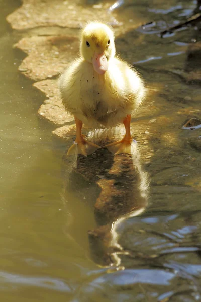Sahne ördeği civciv — Stok fotoğraf