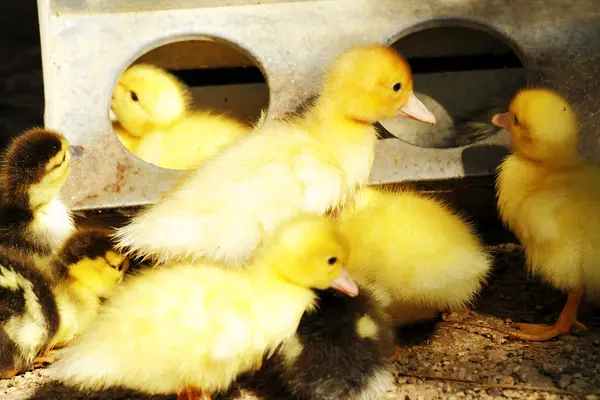 stock image Scene duck chicks