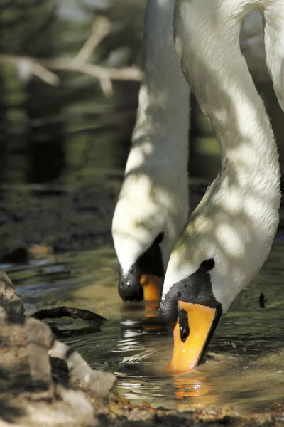 Scene of swans — Stock Photo, Image