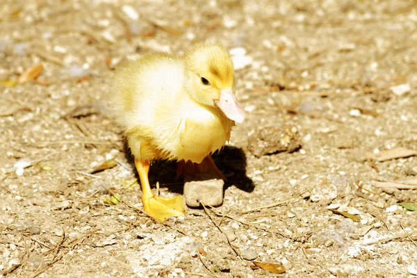 Scene duck chicks — Stock Photo, Image