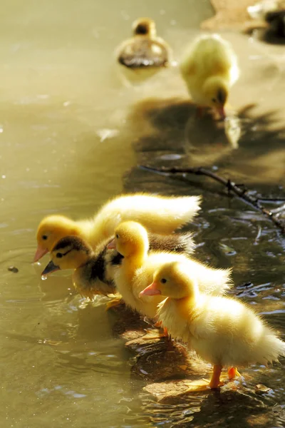 Scene duck chicks Royalty Free Stock Images