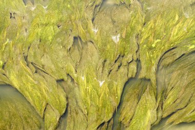 sucul bitki örtüsü soyutlama