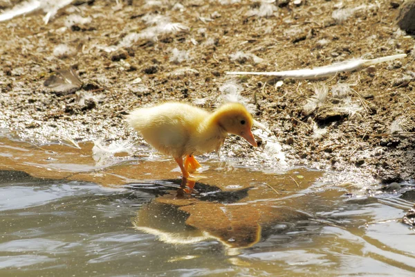 Sahne ördeği civciv — Stok fotoğraf