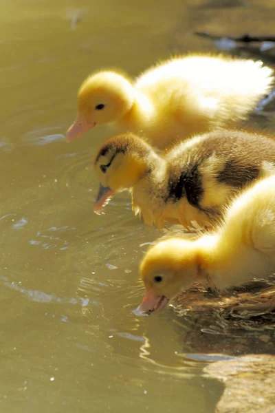 Scene duck chicks — Stock Photo, Image
