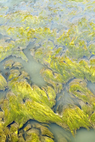 Abstrakcja roślinności wodnej Zdjęcie Stockowe