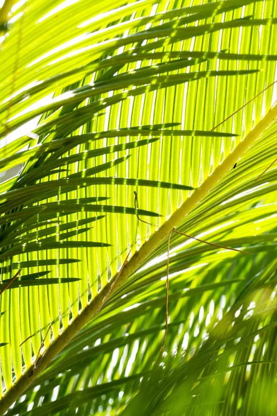 stock image Plants leaves and stems